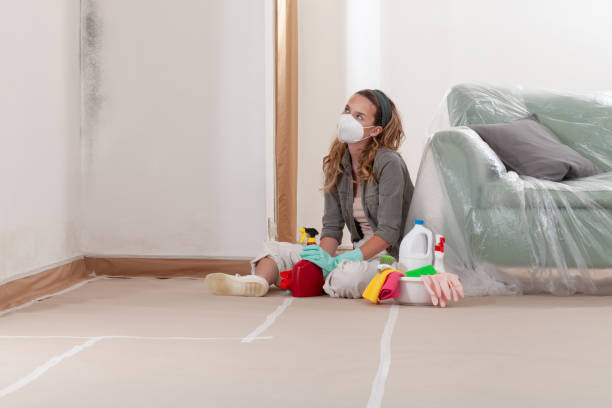 Trusted Black Mold Removal service in Robertsdale, PA - WQB Mold Removal